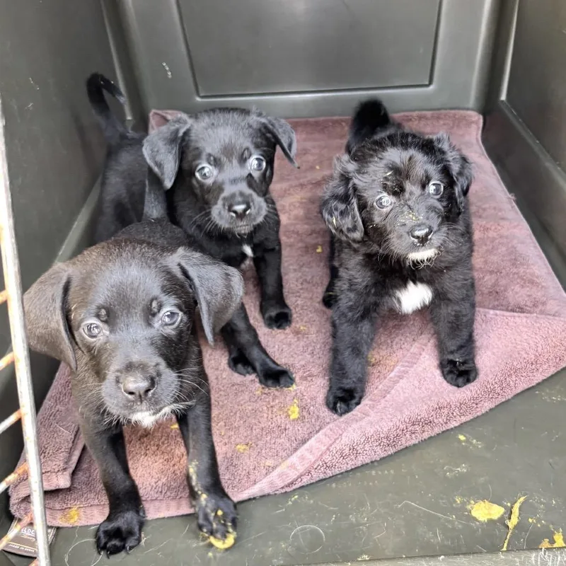 A baby medium-sized male Black Labrador Retriever dog named Clove for adoption in Springboro, OH