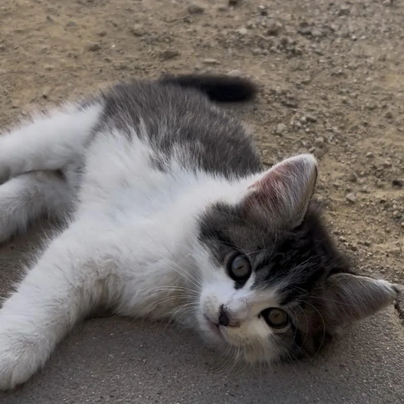 A baby small-sized male Gray / Blue / Silver Domestic Long Hair cat named Musketeers for adoption in Buellton, CA