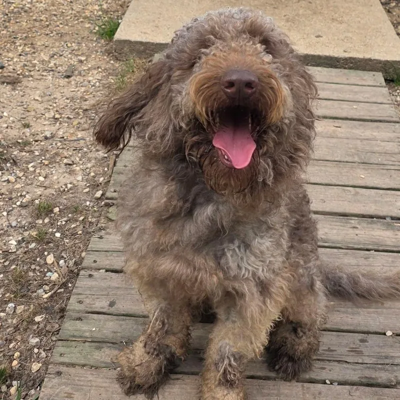Otter