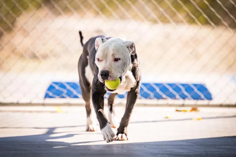 A young medium-sized male Pit Bull Terrier dog named Jack Skellington for adoption in Twentynine Palms, CA