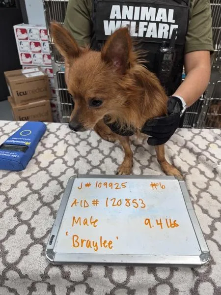 A young small-sized male Dachshund dog named Pen for adoption in Lawrenceville, GA
