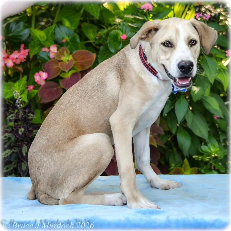 A young medium-sized male Labrador Retriever dog named Bugs for adoption in Wake Forest, NC