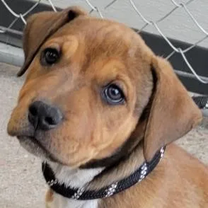 A baby small-sized male Brown / Chocolate Mixed Breed dog named Rotini for adoption in Las Cruces, NM
