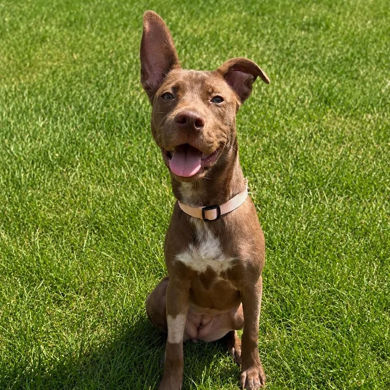 A baby medium-sized female Brown / Chocolate Mixed Breed dog named Mikimoto for adoption in Cranston, RI