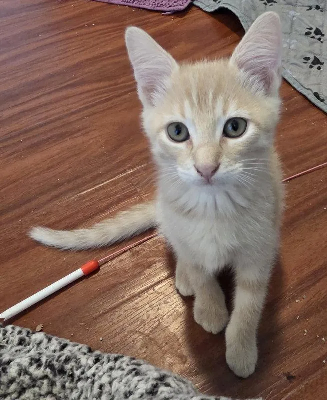A baby medium-sized male Domestic Short Hair cat named Tulane for adoption in Rosenberg, TX