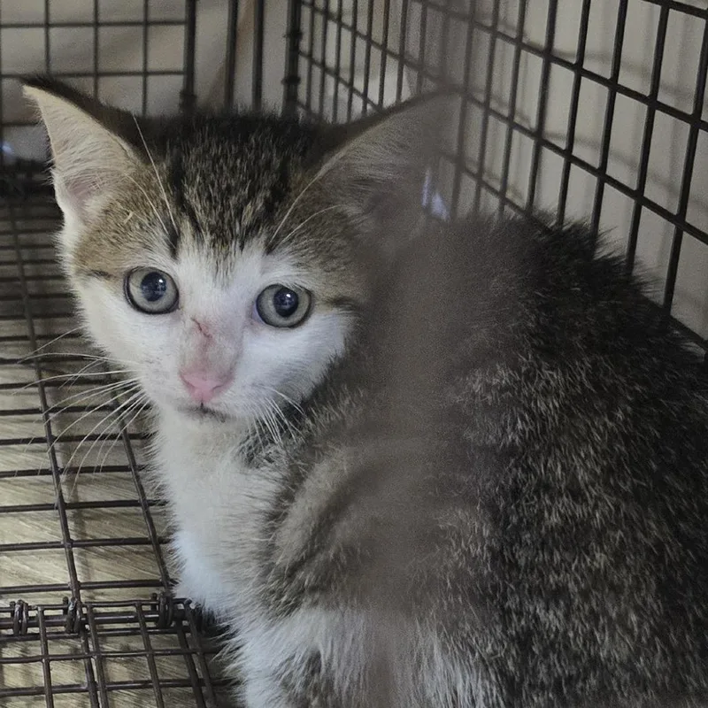 A baby small-sized male Brown / Chocolate Domestic Short Hair cat named Max for adoption in Newark, NJ