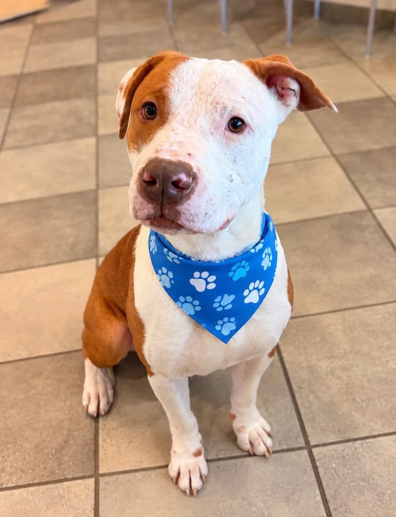 An adult large-sized male Terrier dog named Harvey for adoption in Euless, TX