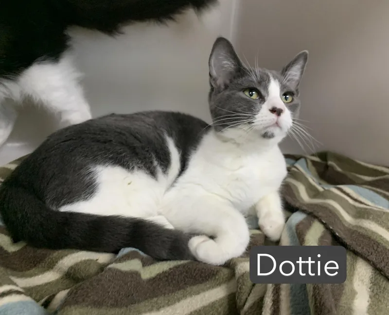 Dottie thumbnail 2