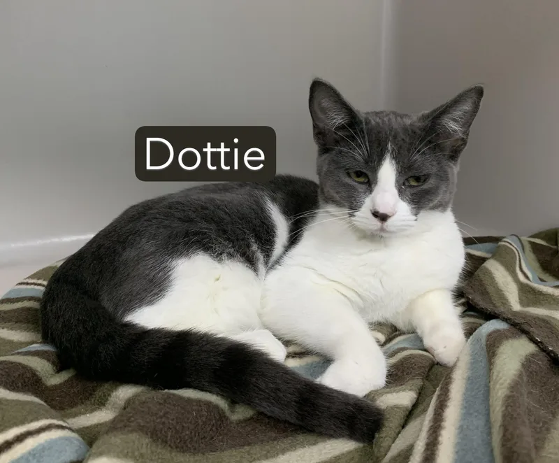 Dottie thumbnail 4