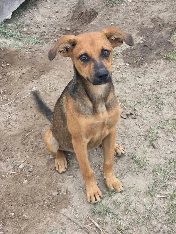 A young medium-sized female Black Mouth Cur dog named Ann for adoption in Melbourne, AR