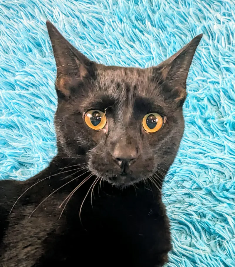 An adult medium-sized male Black Domestic Short Hair cat named Julius for adoption in Jacksonville, TX