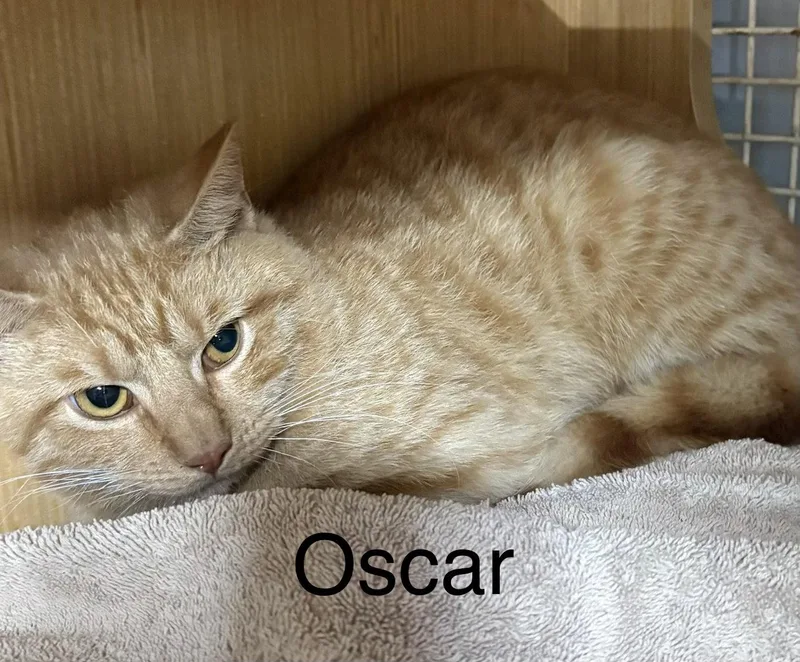 Oscar