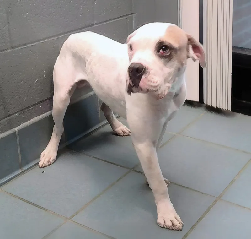 A young medium-sized male Yellow / Tan / Blond / Fawn Mixed Breed dog named Kenobi for adoption in Nashville, TN