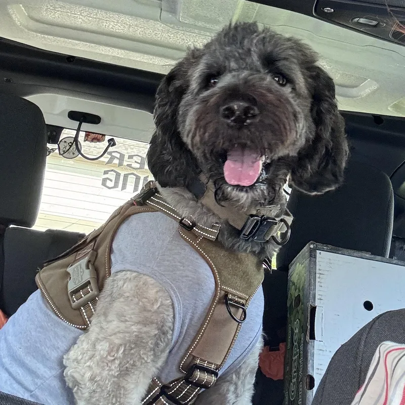 An adult large-sized male Brindle Bernedoodle dog named Rubicon for adoption in Yukon, OK