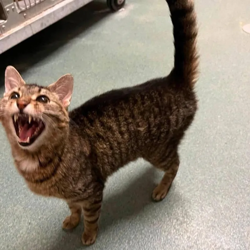 An adult medium-sized male Brown / Chocolate Domestic Short Hair cat named Clinton for adoption in Martinsville, VA