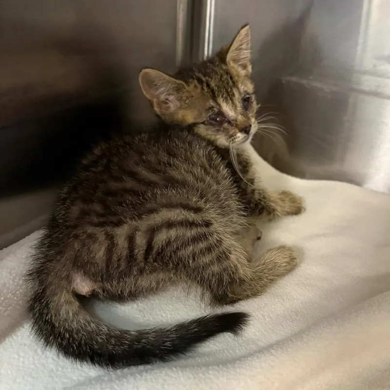 A baby small-sized female Brown / Chocolate Domestic Short Hair cat named Zoo Wee Mama for adoption in Newark, NJ
