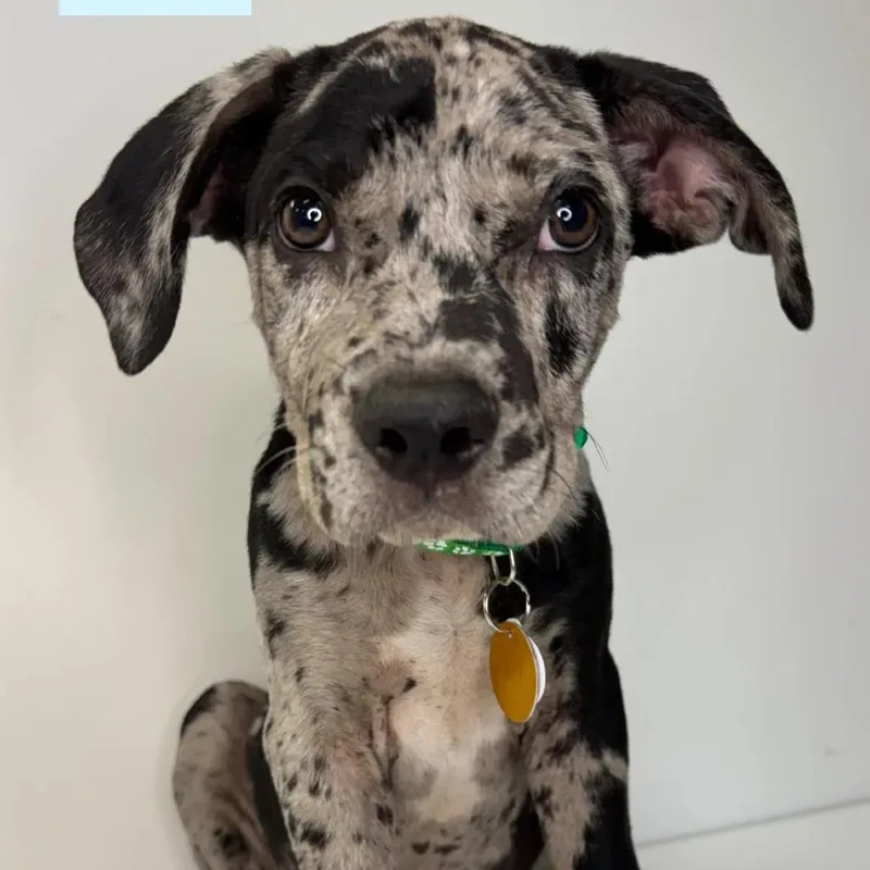 A baby small-sized male Black Mixed Breed dog named Beau for adoption in Saint Charles, MO