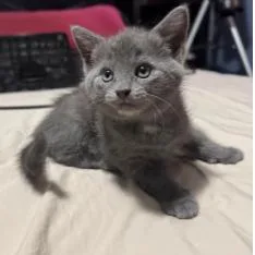 A baby small-sized female Gray / Blue / Silver Domestic Short Hair cat named Smudge for adoption in Fayetteville, GA