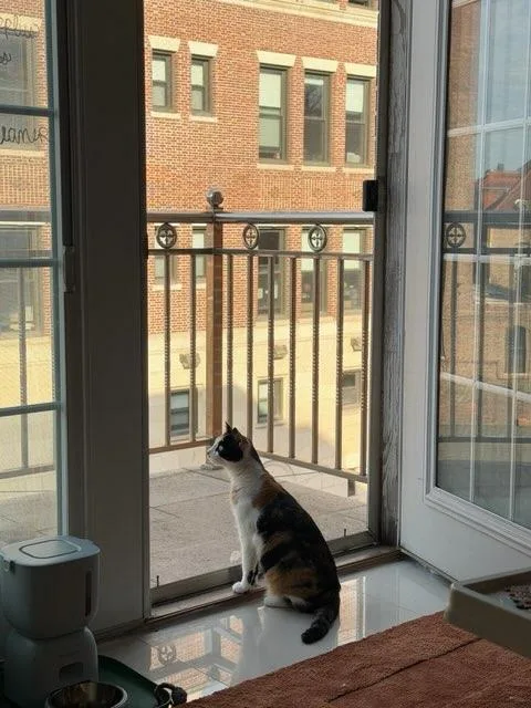 A young medium-sized female Calico cat named Sally for adoption in Brooklyn, NY