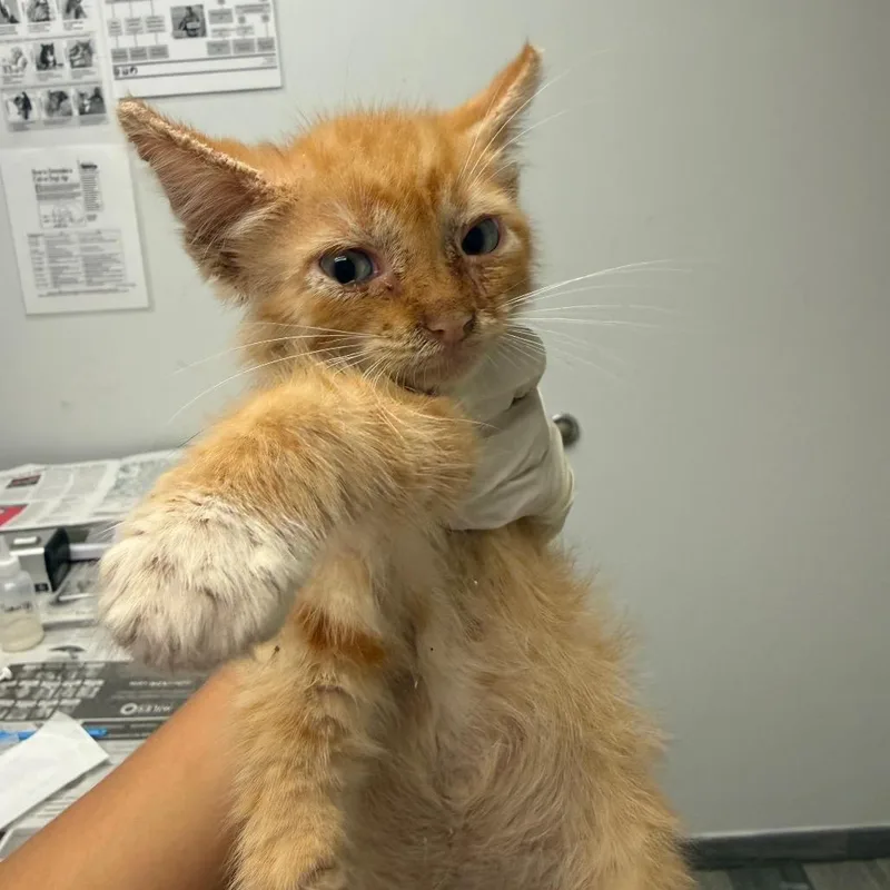 A baby small-sized male Orange / Red Domestic Short Hair cat named Lily for adoption in Jacksonville, FL