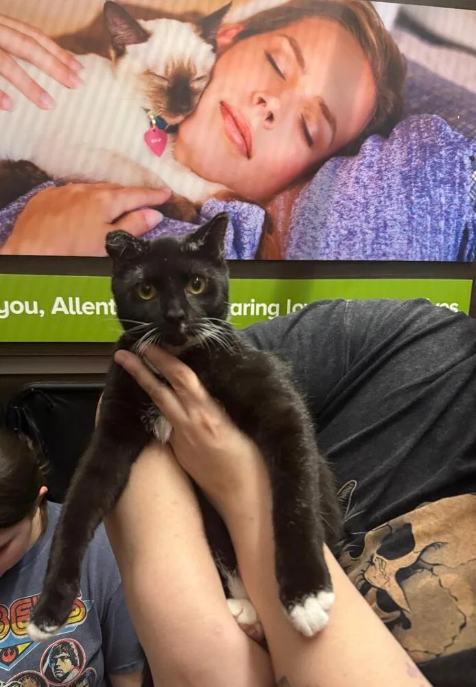 A baby medium-sized male Domestic Short Hair cat named Dinky for adoption in Breinigsville, PA