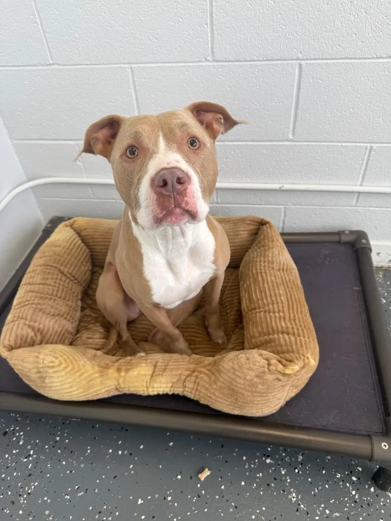 An adult large-sized female Mixed Breed dog named Carrot for adoption in Thousand Oaks, CA