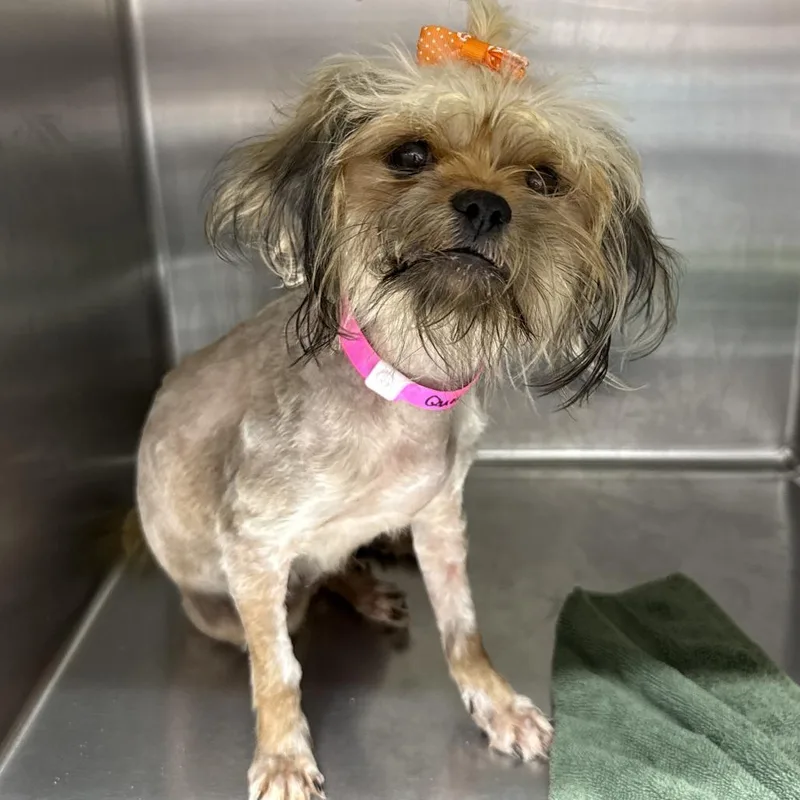 A young small-sized female White / Cream Shih Tzu dog named Queenie for adoption in Hattiesburg, MS