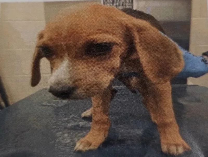 A baby medium-sized male Beagle dog named Dale for adoption in Zimmerman, MN