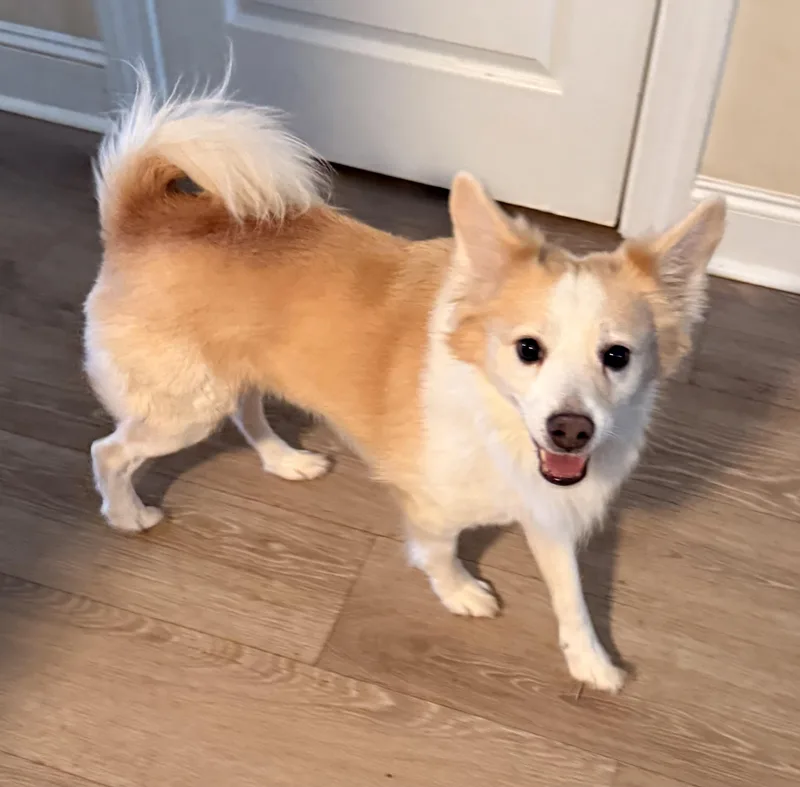 An adult small-sized male Red / Chestnut / Orange Spitz dog named Sammy for adoption in Charlotte, NC