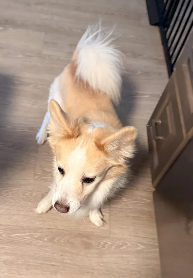 Sammy thumbnail 3