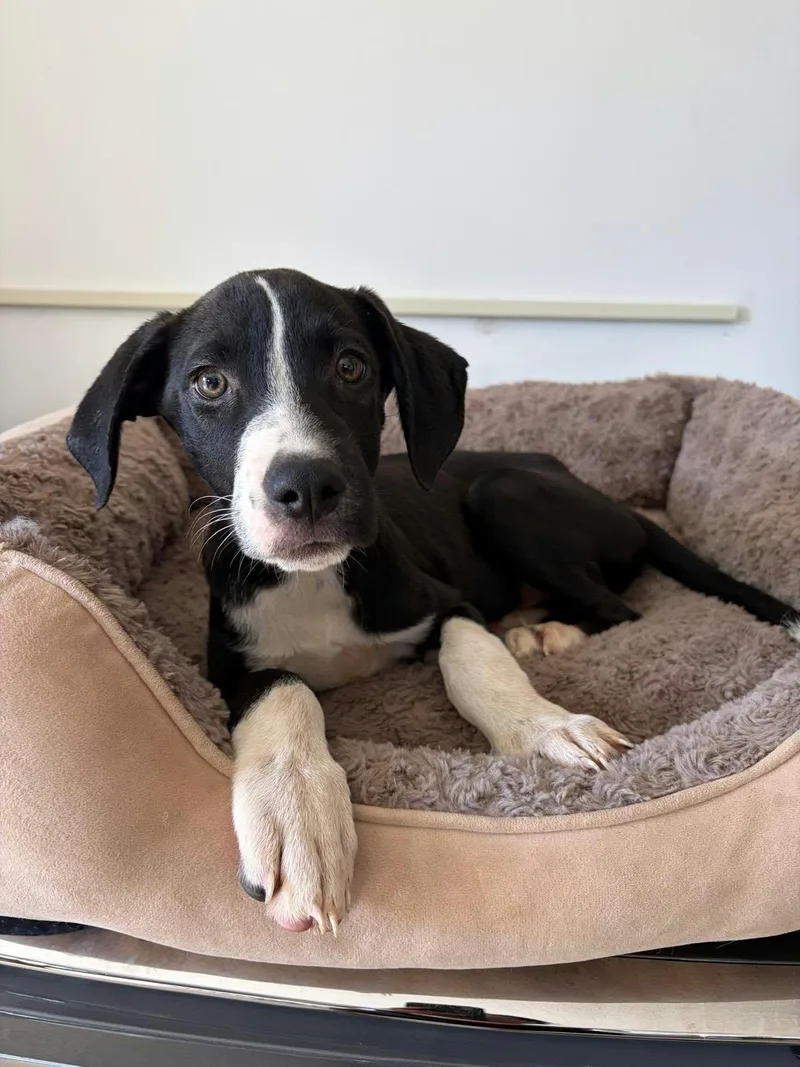 A baby medium-sized male Labrador Retriever dog named Cairo for adoption in Poway, CA