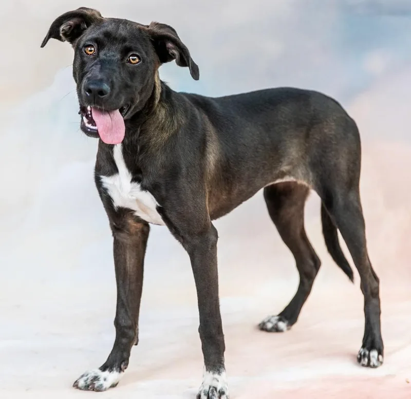 A young medium-sized female Black Labrador Retriever dog named Tsuki for adoption in Los Angeles, CA