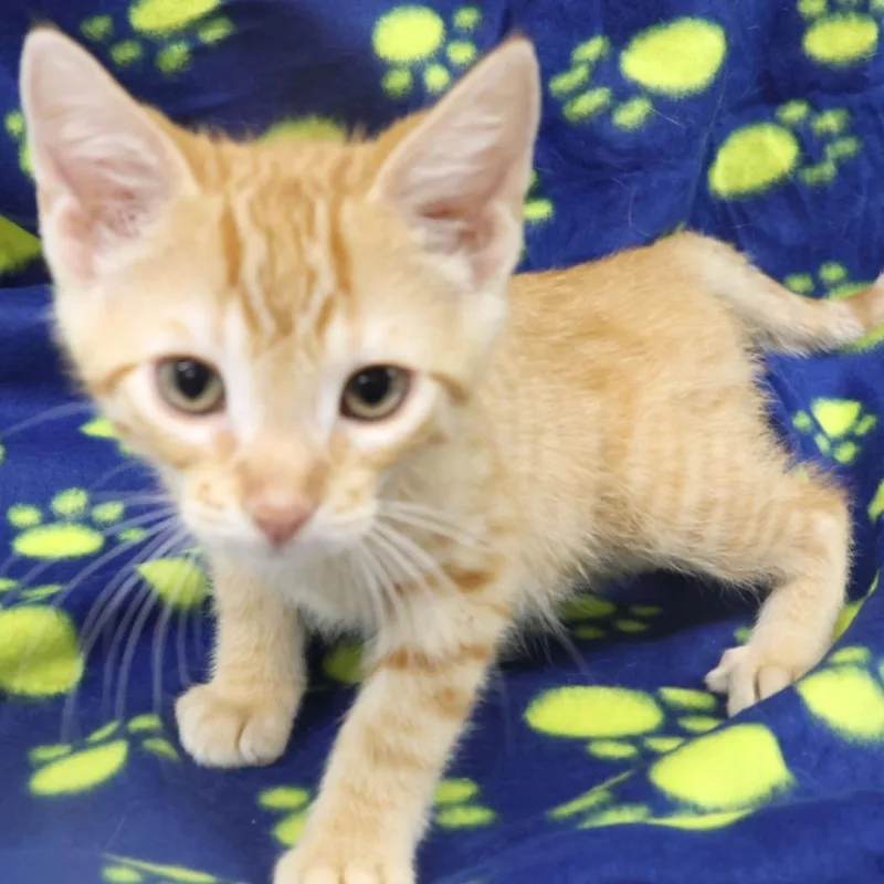 A baby small-sized male Domestic Short Hair cat named Petri for adoption in Chaska, MN