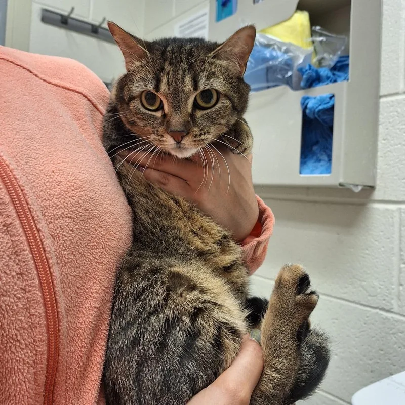 An adult medium-sized female Brown / Chocolate Domestic Short Hair cat named Melina for adoption in Murray, UT
