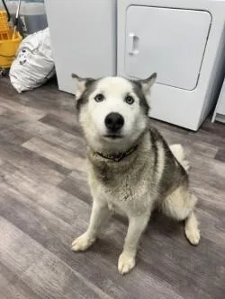 An adult medium-sized male White / Cream Husky dog named Woody for adoption in bellefontaine, OH