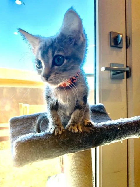 An adult small-sized male Tabby cat named Bruce for adoption in Saint George, UT