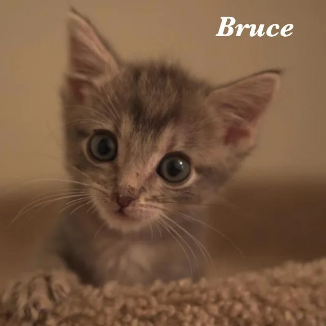 Bruce thumbnail 2