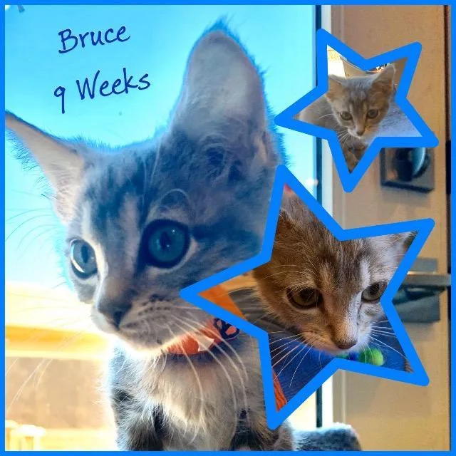 Bruce thumbnail 3