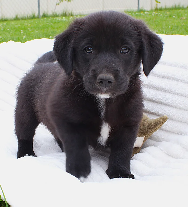 A baby medium-sized female Black Pembroke Welsh Corgi dog named Jessie for adoption in Lisbon, IA