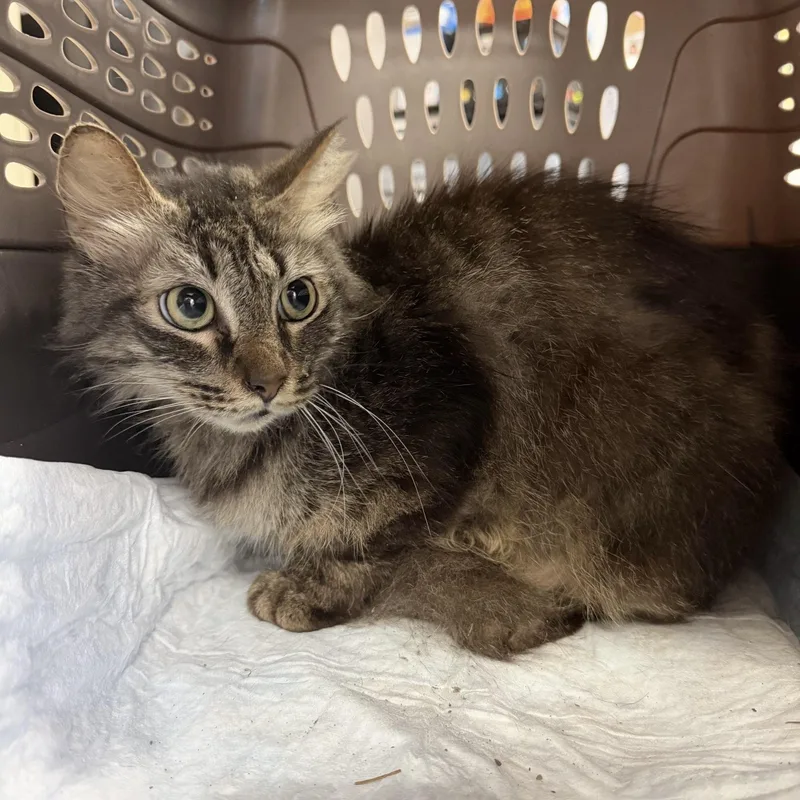 An adult medium-sized male Tabby cat named Corn on the Cob for adoption in Columbia, SC