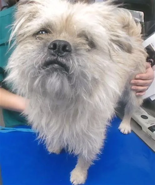 A young small-sized male Brussels Griffon dog named Green Bean for adoption in Phoenix, AZ