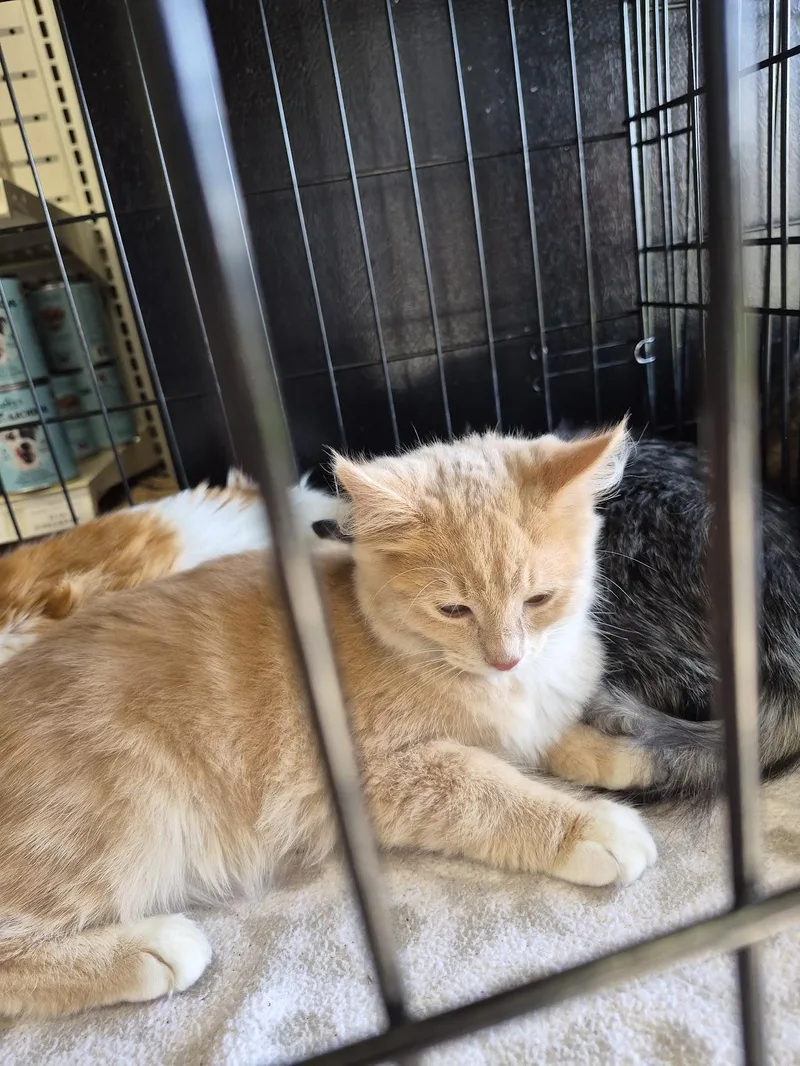 A baby medium-sized male Orange & White Domestic Short Hair cat named Trespasser for adoption in Eugene, OR