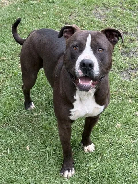 A young large-sized male Pit Bull Terrier dog named Tank for adoption in Riverside, CA
