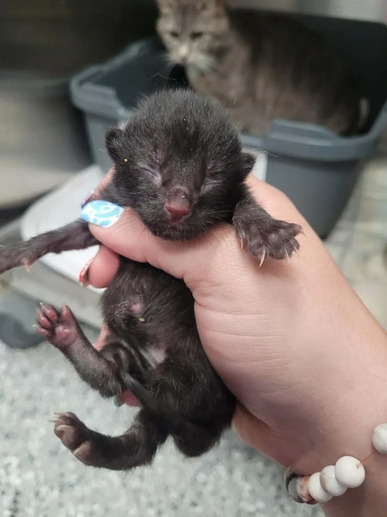 A baby medium-sized male Domestic Short Hair cat named Kirin for adoption in Republic, MO