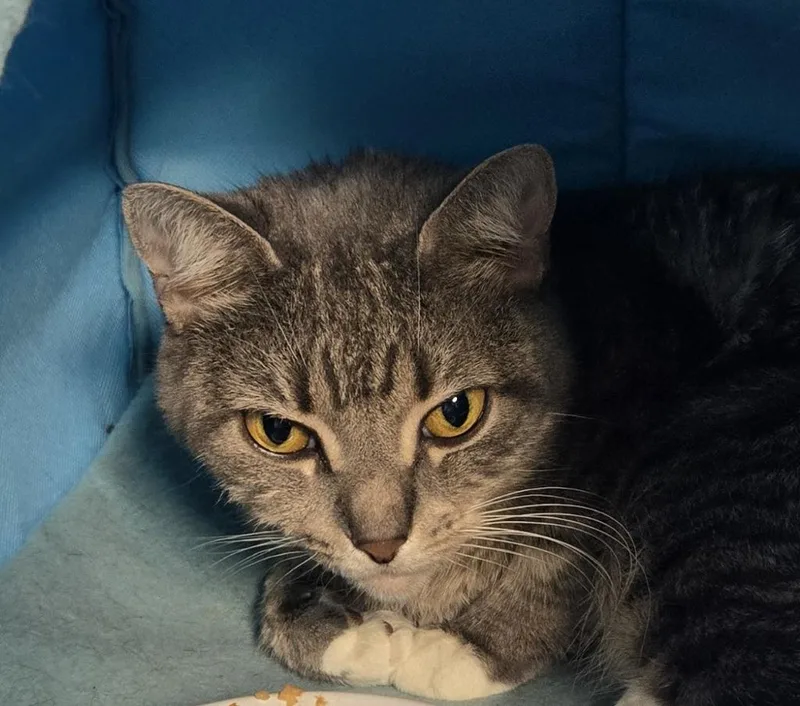 An adult medium-sized female Domestic Short Hair cat named Della for adoption in Windsor, CT