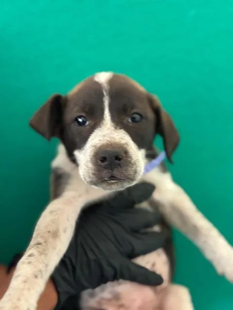 A baby small-sized female Border Collie dog named A for adoption in Visalia, CA