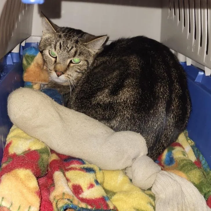 An adult medium-sized female Black Domestic Short Hair cat named Pepper for adoption in East Smithfield , PA