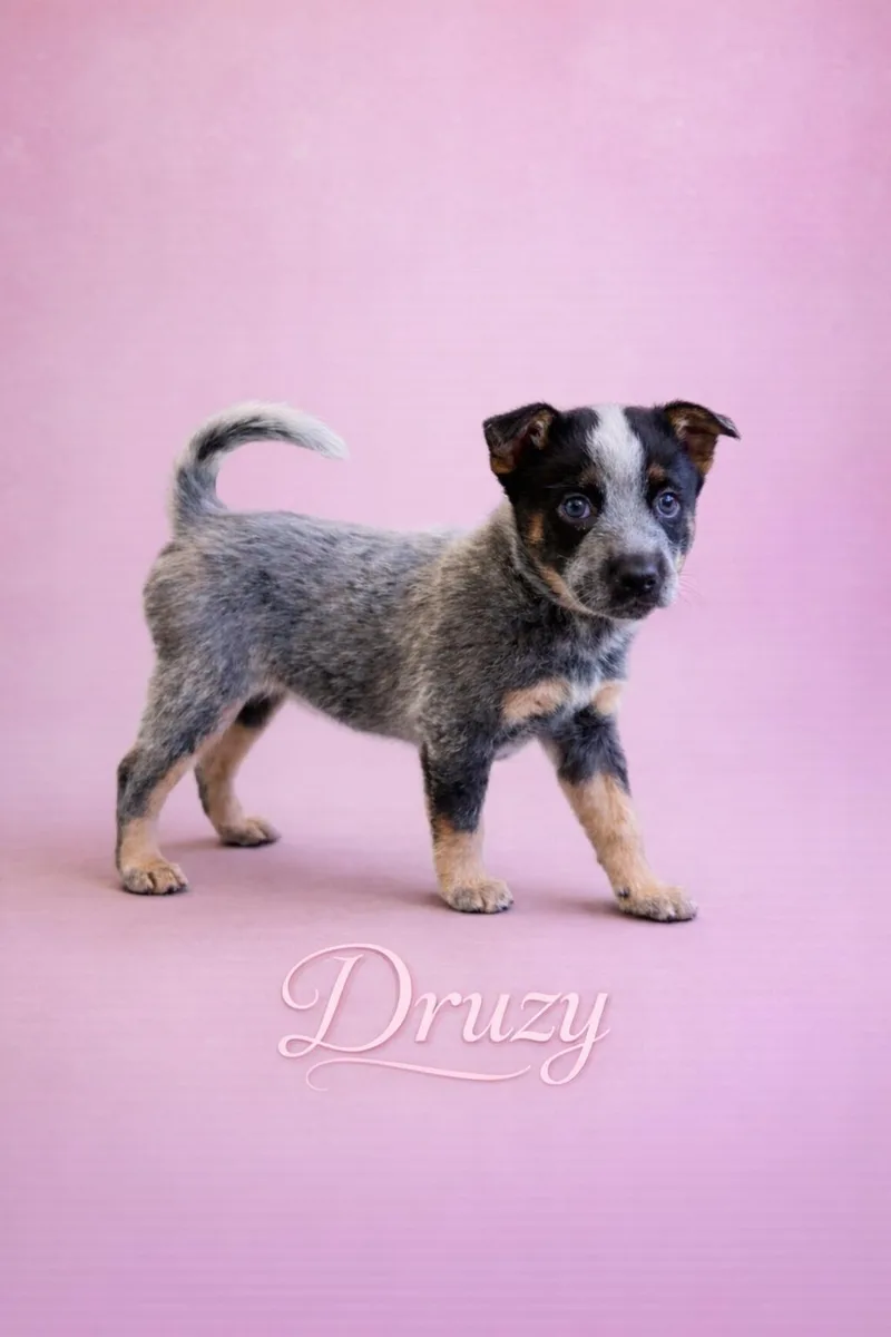 A baby medium-sized female Black Australian Cattle Dog / Blue Heeler dog named Druzy for adoption in Murrieta, CA