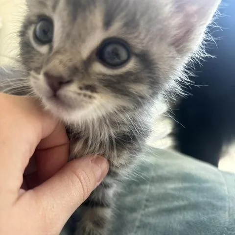 A baby small-sized male Gray / Blue / Silver Domestic Short Hair cat named Houdini for adoption in Upland, CA