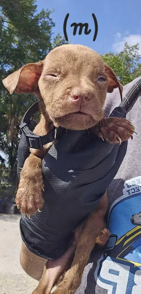A baby small-sized male Brown / Chocolate American Bulldog dog named Walmart  Black for adoption in Lakeland, FL
